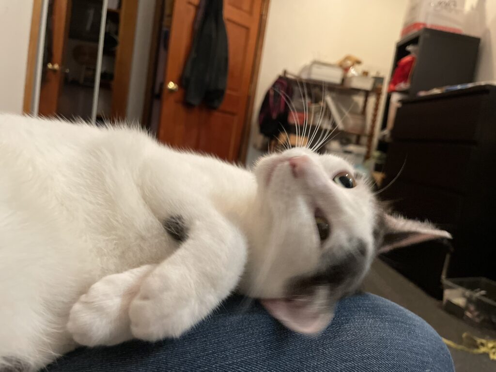 Picture of a white cat with darke grey splotches and a reverse widow's peak laying on her side with her paws stacked. Her eyes are focused away from the camera.